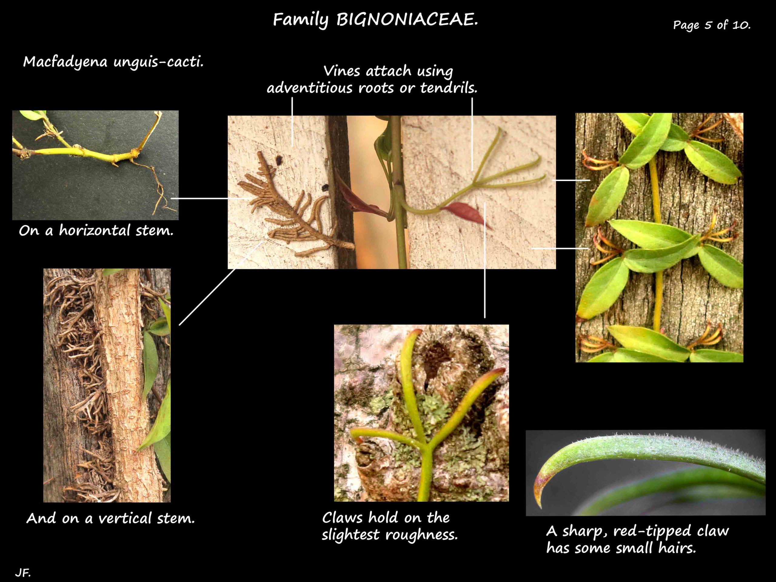 5 Macfadyena claw tendrils